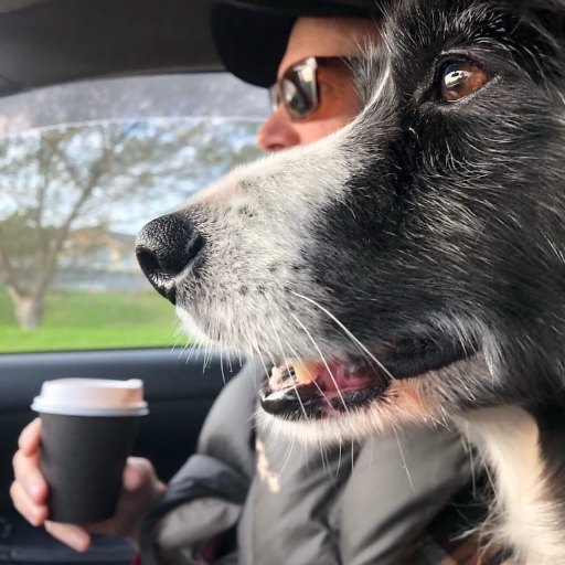 Adam driving with Audrey, a black and white border collie, while holding a cup of coffee.